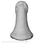 DV13-100 Homo sapiens hand phalanx third distal left dorsal