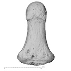 DV13-100 Homo sapiens hand phalanx third distal left palmar