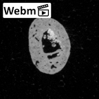 DV13-100 Homo sapiens hand phalanx third distal left ct stack movie