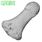 DV13-100 Homo sapiens hand phalanx third distal left ply