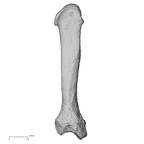 DV13-90 Homo sapiens metacarpal second right dorsal