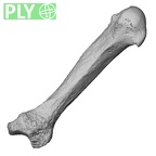 DV13-90 Homo sapiens metacarpal second right ply