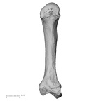 DV13-91 Homo sapiens metacarpal second left palmar