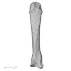 DV13-92 Homo sapiens metacarpal third left dorsal