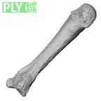 DV13-92 Homo sapiens metacarpal third left ply
