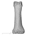 DV13-93 Homo sapiens hand phalanx second proximal left dorsal