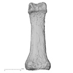 DV13-93 Homo sapiens hand phalanx second proximal left palmar