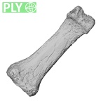 DV13-93 Homo sapiens hand phalanx second proximal left ply