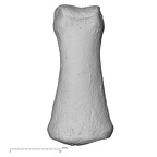 DV13-96 Homo sapiens hand phalanx third middle left dorsal