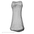 DV13-96 Homo sapiens hand phalanx third middle left palmar
