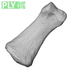 DV13-96 Homo sapiens hand phalanx third middle left ply