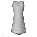 DV13-97 Homo sapiens hand phalanx fourth middle left dorsal