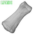 DV13-97 Homo sapiens hand phalanx fourth middle left ply