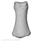 DV13-98 Homo sapiens hand phalanx fifth middle left dorsal