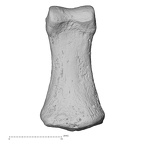 DV13-98 Homo sapiens hand phalanx fifth middle left palmar