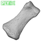 DV13-98 Homo sapiens hand phalanx fifth middle left ply