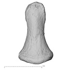 DV13-99 Homo sapiens hand phalanx fourth distal left dorsal