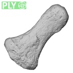 DV13-99 Homo sapiens hand phalanx fourth distal left ply