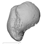 DV14-112 Homo sapiens scaphoid right lateral