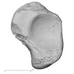 DV14-112 Homo sapiens scaphoid right medial