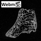 DV14-112 Homo sapiens scaphoid right ct stack movie