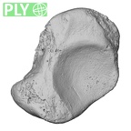 DV14-112 Homo sapiens scaphoid right ply