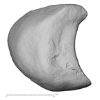 DV14-113 Homo sapiens lunate left lateral