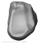 DV14-113 Homo sapiens lunate left proximal