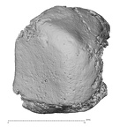 DV14-114 Homo sapiens triquetrum right distal