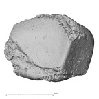 DV14-114 Homo sapiens triquetrum right lateral