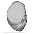 DV14-115 Homo sapiens pisiform right dorsal