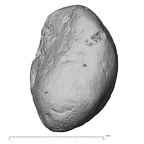DV14-115 Homo sapiens pisiform right palmar