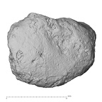 DV14-116 Homo sapiens trapezoid right dorsal