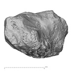 DV14-116 Homo sapiens trapezoid right palmar