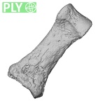 DV14-118 Homo sapiens hand phalanx first proximal right ply