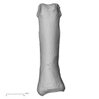 DV14-119 Homo sapiens hand phalanx third proximal right dorsal