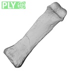 DV14-119 Homo sapiens hand phalanx third proximal right ply