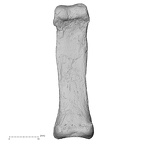 DV14-120 Homo sapiens hand phalanx fourth proximal right palmar