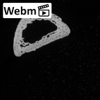 DV14-120 Homo sapiens hand phalanx fourth proximal right ct stack movie