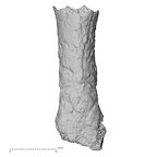 DV14-121 Homo sapiens hand phalanx fifth proximal dorsal