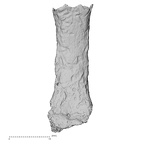 DV14-121 Homo sapiens hand phalanx fifth proximal palmar