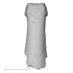 DV14-122 Homo sapiens hand phalanx second middle dorsal