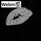 DV14-122 Homo sapiens hand phalanx second middle ct stack movie