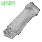 DV14-122 Homo sapiens hand phalanx second middle ply