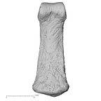DV14-123 Homo sapiens hand phalanx second middle palmar