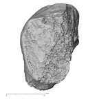 DV14-UNKNOWN Homo sapiens pisiform dorsal