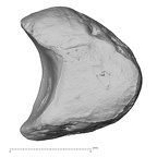 DV15-104 Homo sapiens lunate right lateral