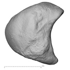 DV15-104 Homo sapiens lunate right medial