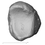DV15-104 Homo sapiens lunate right proximal
