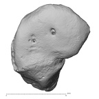 DV15-105 Homo sapiens trapezoid right dorsal